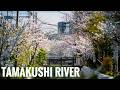 玉串川の桜並木 八尾市 2026 Osaka Walk - Cherry Blossoms at Tamakushi River 4K HDR