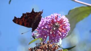 Comma Butterfly On Butterfly Bush - Komma Fiðrildi Á Fiðrildarunna - Fiðrildi - Hávængja