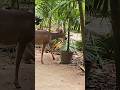 Melodious blackbirds chase red brocket deer Playa del Carmen Mexico tropical Caribbean jungle life