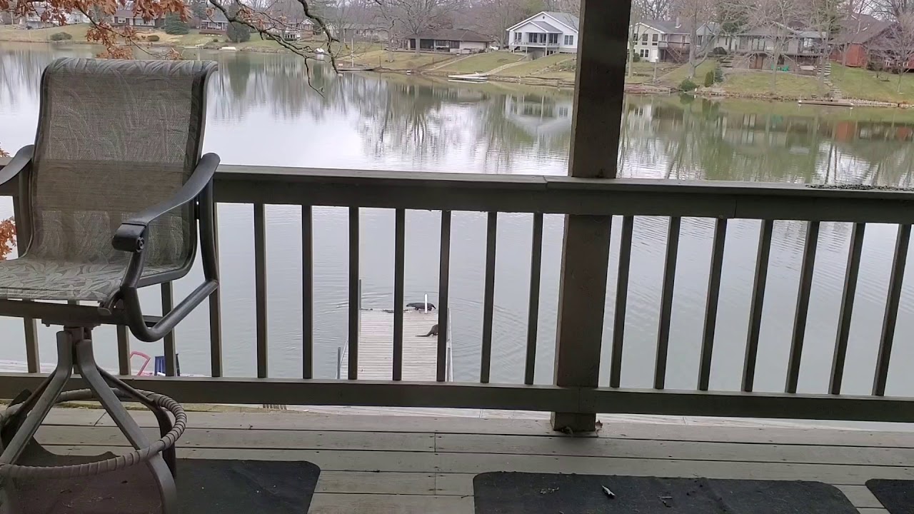 Otters at Bayles Lake, Loda, Illinois YouTube