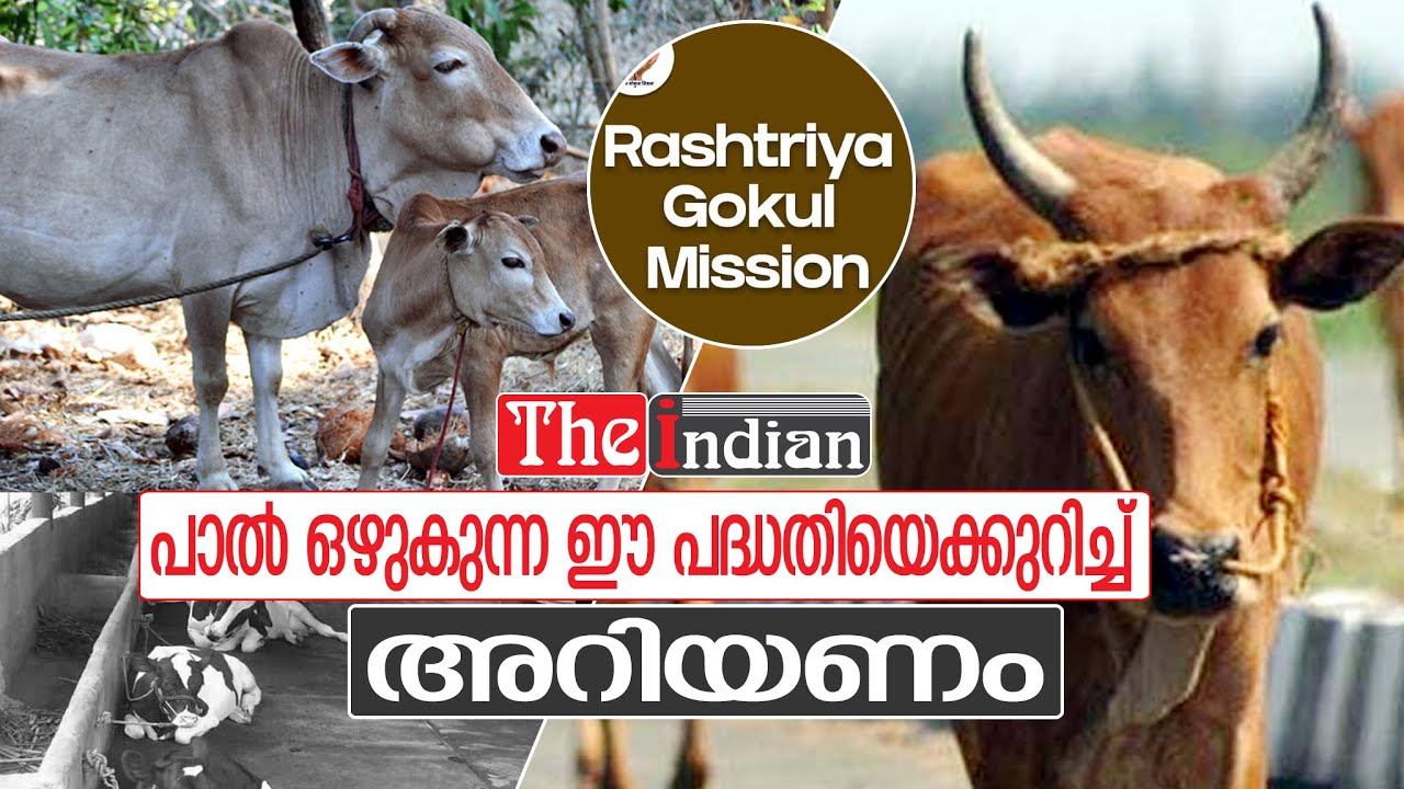 ഇത് രാഷ്ട്രീയ ഗോകുൽ മിഷൻ l RASHTRIYA GOKUL MISSION
