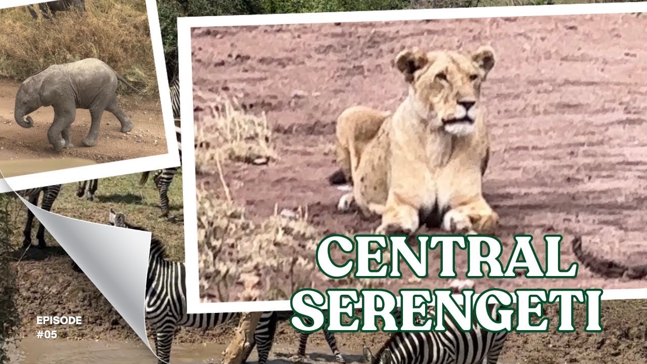 🇹🇿 [AFRICA TRIP]: CENTRAL SERENGETI |  TANZANIA | SAFARI | CONTROLLED BURNING