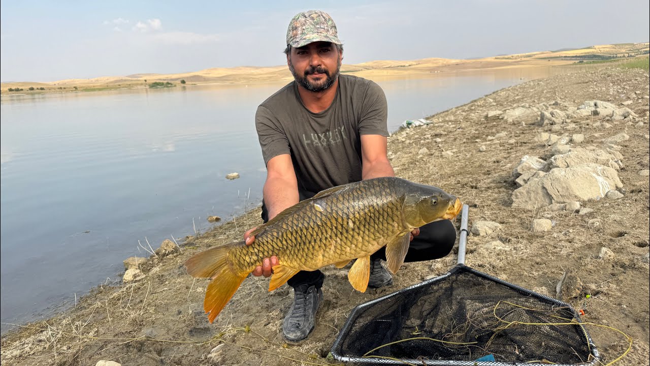 صيد سمكة كارب كبيرة #صيد  #الاسماك #اسماك #كارب 