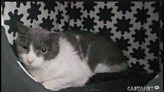 Summerland rescue searching for foster homes