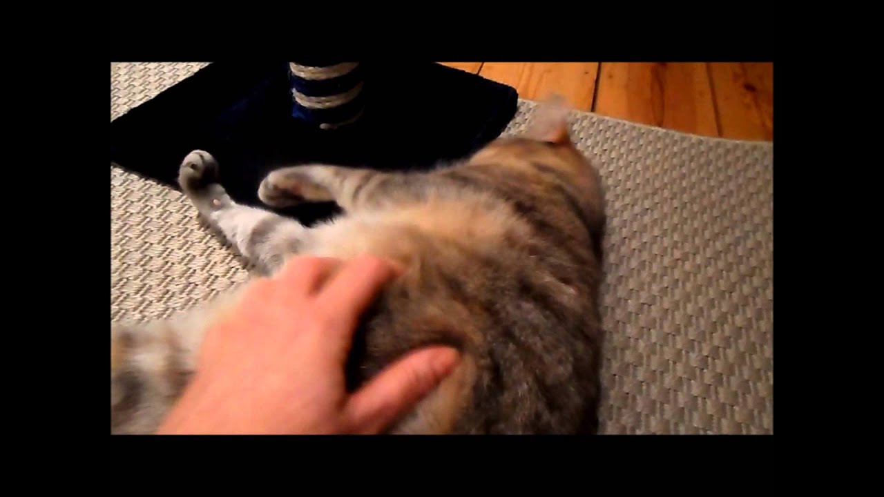 Coco and Fifi on Monday - Pet Sitting Canary Wharf