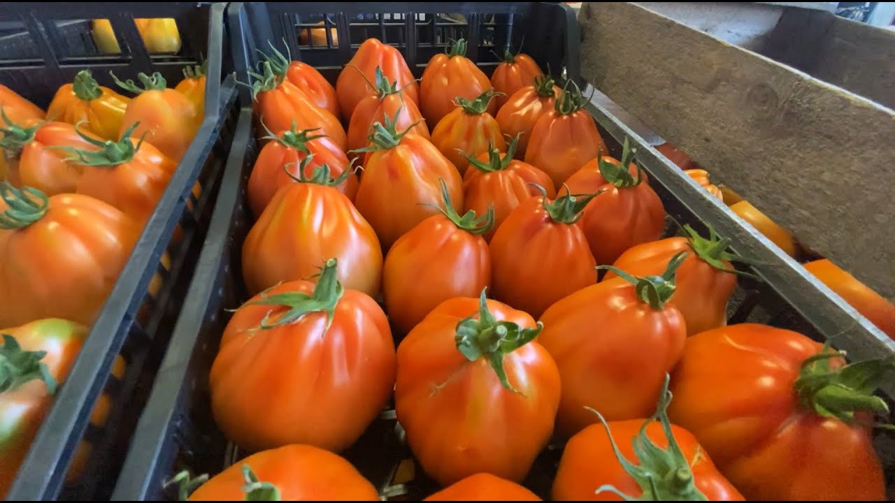 Come scegliere i pomodori cuore di bue