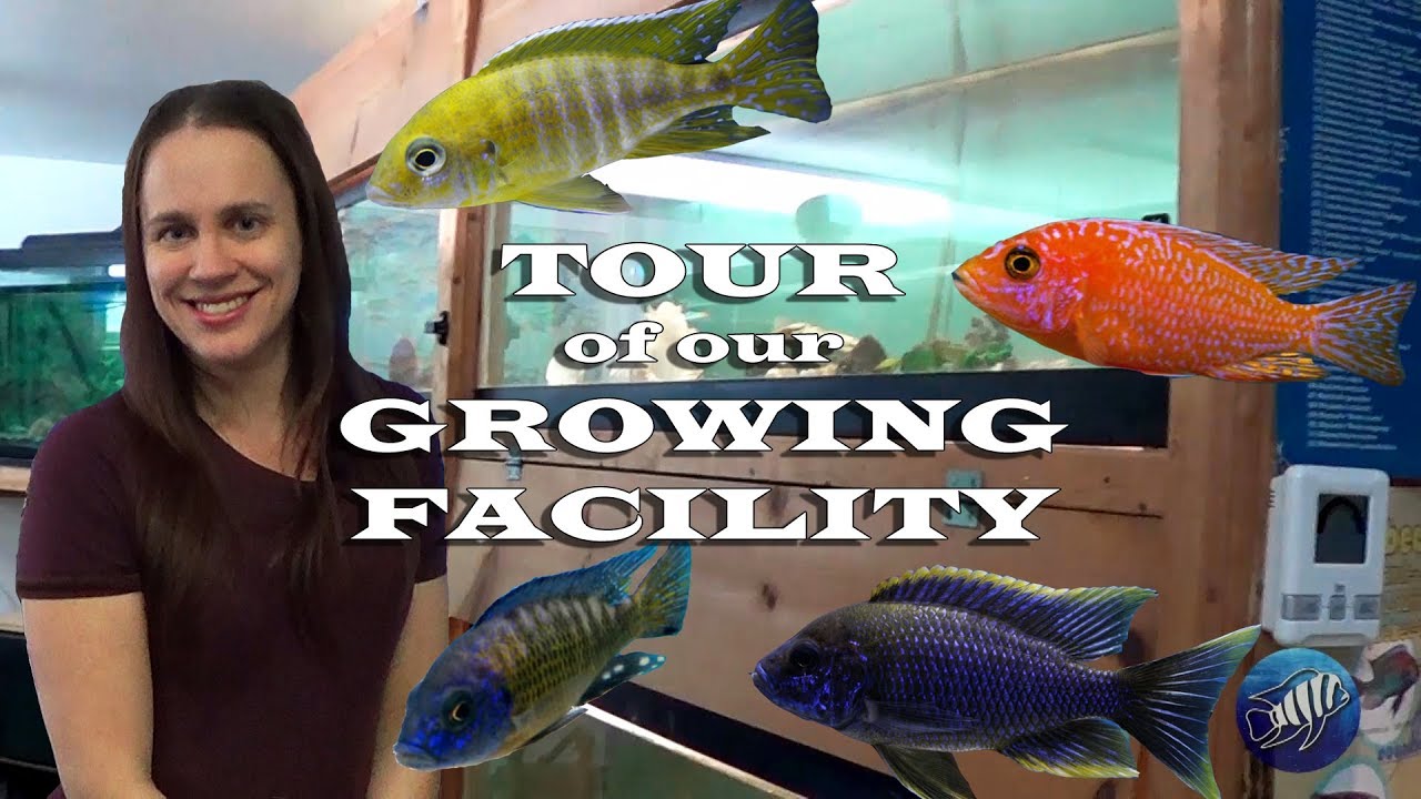 african cichlid tank mates A RARE LOOK INTO OUR GROWING FACILITY - FIRST TOUR EVER