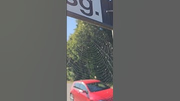 وان اوهن البيوت لبيت العنكبوت. تصويري. القارئ الشيخ ياسر الدوسري