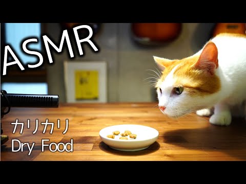 [ASMR]カリカリを食べる猫を間近で！ゴロゴロ音付き-Cat eating Crunchy dry food-