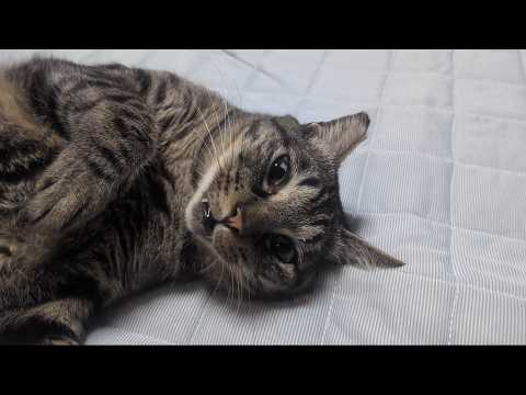 まぶしい時の対処法が人すぎるｗ　何が何でもへそ天をしたい猫ガーちゃん【リキちゃんねる　猫動画】 キジトラ 猫のいる暮らし