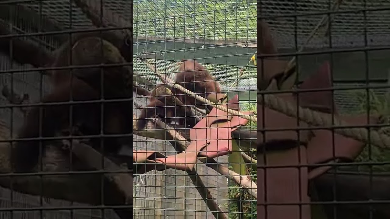 Red bellied lemur at camperdown zoo dundee uk .