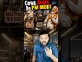 INDIAN Cows, Goats, Donkeys VERY ANGRY! Indians Amazed By Milk Price Hike #shorts