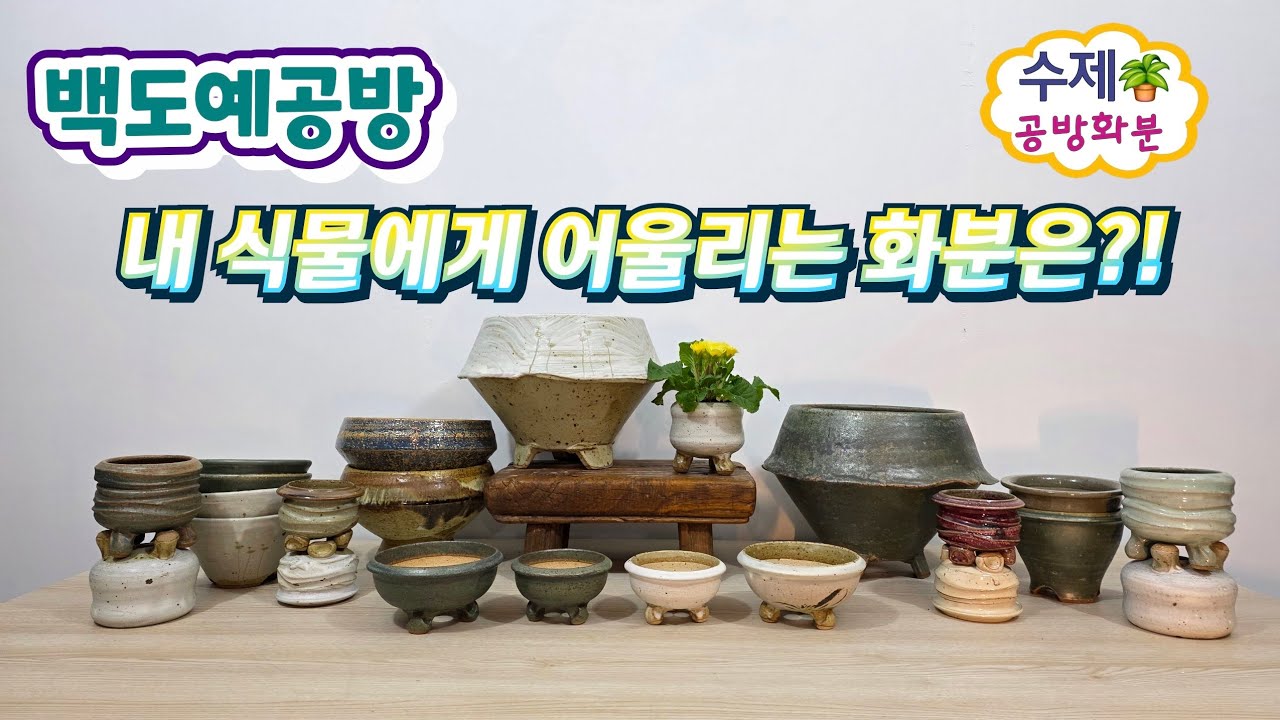 20260127(261회영상)손으로 완성한 화분🪴여러분의 초록에겐 어떤화분이 어울릴까요🤗구경하세요#수제화분 #공방화분#다육화분#야생화화분#분갈이화분#아프리카식물#선인장화분#고급화분
