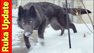 Giant Lycan Shepherd Puppy Plays With Bulldogge In Snow - Ruka Update