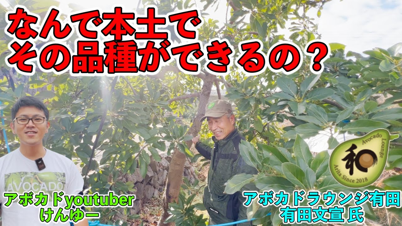 【驚き！】なんでその品種が作れるの！？実生アボカドの結実を早める工夫は！？【アボカドラウンジ有田さん④】