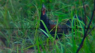 Berburu ayam hutan dikebun jagung