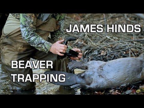 Beaver Trapping with James Hinds