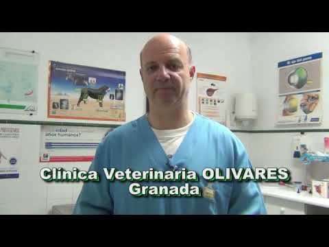 Video: Del veterinario: 5 signos de la enfermedad de Lyme en perros