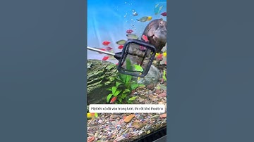 Vợt lưới 3D đa năng giúp chăm sóc cho bể cá cực tiện lợi và dễ sử dụng #aquatic #shorts