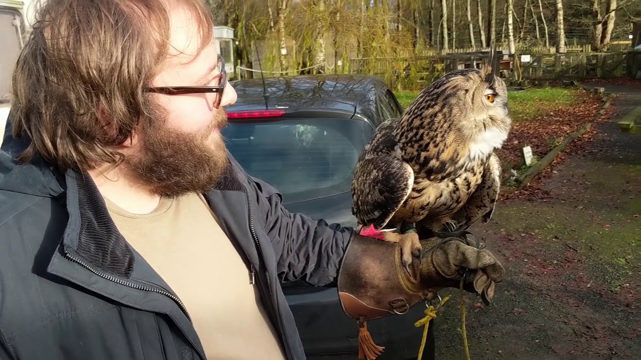 Barn Owl and Eurasian Eagle Owl 