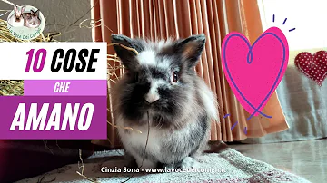 Quali odori danno fastidio ai conigli?