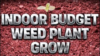 Indoor Budget Plant Grow - Build #foryou #fyp