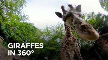 Reticulated and Masai Giraffes Inspect 360° Camera