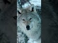 Волки - грозные хищники