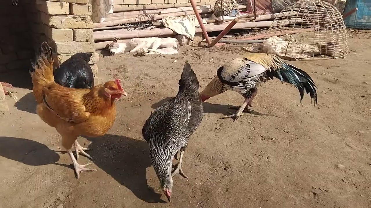 Desi Rooster & Hens Enjoy Feeding Time in Warm Sunshine||Village Life