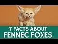 Fun Facts about Fennec Foxes – Cute and Exotic Desert Animals