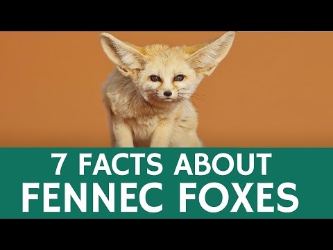 Video: Fennec Foxes: Fapte, fotografii, videoclipuri și animale de companie exotice