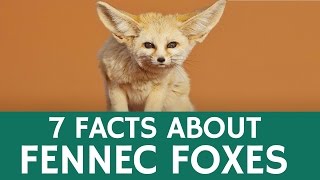 Fun Facts about Fennec Foxes – Cute and Exotic Desert Animals screenshot 3