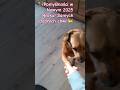 Śmiesznezwierzęta#funnydogs#funnyanimalsvideo#relax#nowyrok2025#short