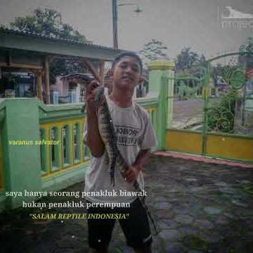story wa anak reptil || salam reptile indonesia