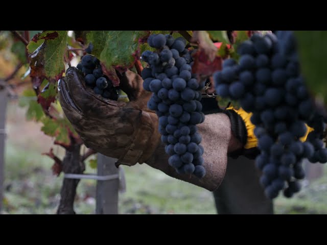 Le bruit des vendanges - The sound of Harvests