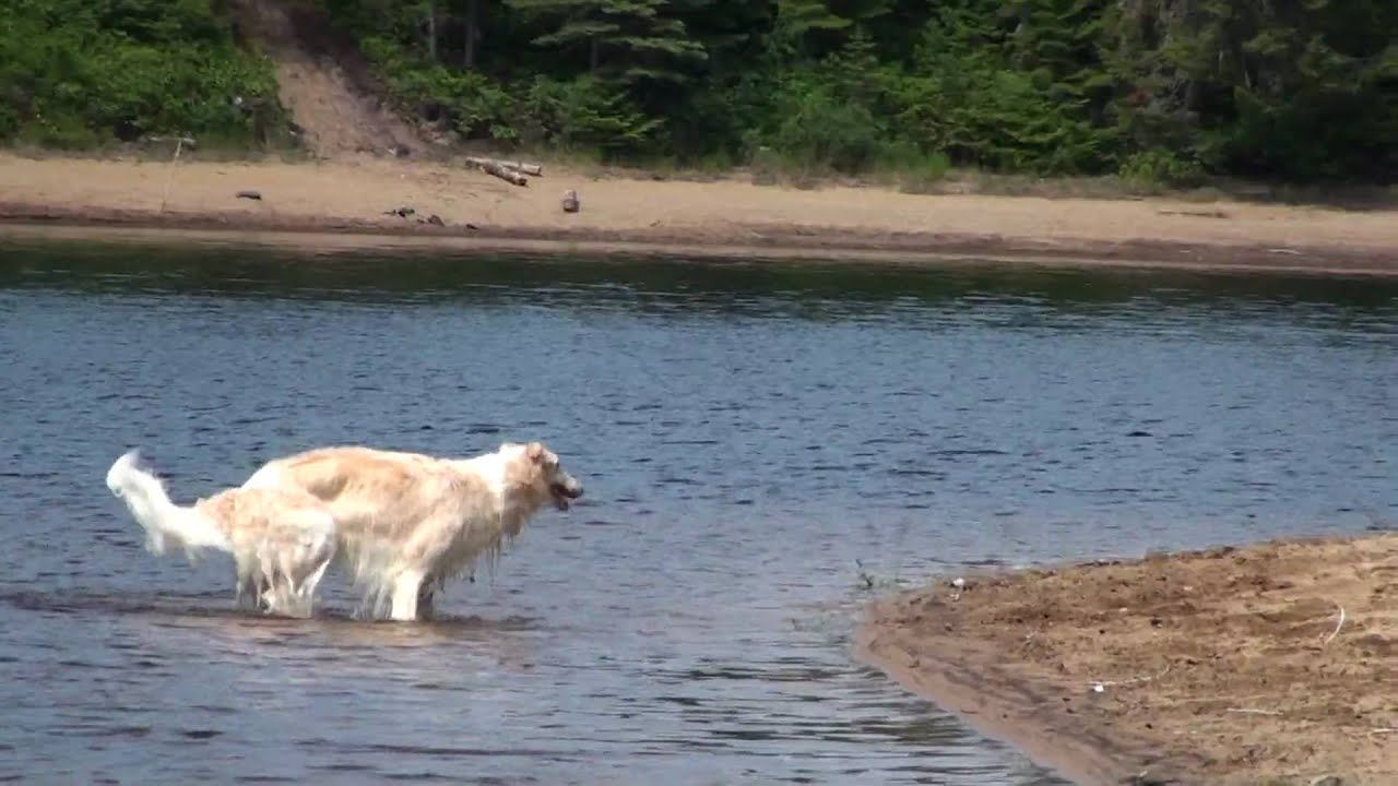 Borzois in the Wild - Part 3 of 3