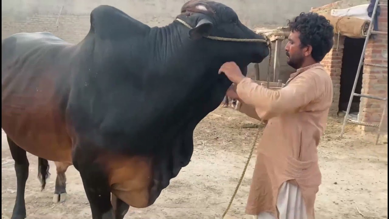 Angry cow Qurbani | Cow Run Away During Unloading | angry bull Qurbani | dangerous Cow Qurbani