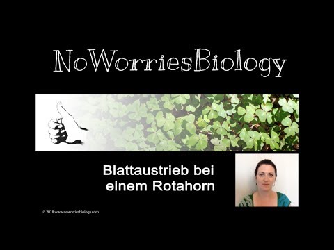 Video: Woraus besteht meristematisches Gewebe?