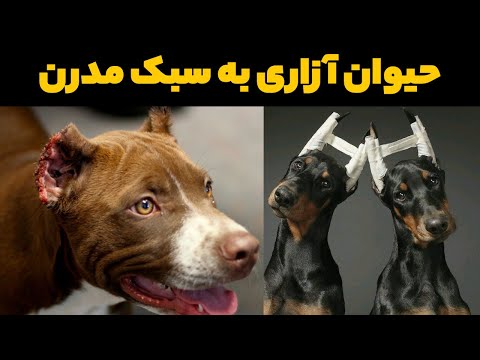 تصویری: Roxy Staffie پس از 8 سال در یک پناهگاه حیوانات برای همیشه خانه ای پیدا می کند