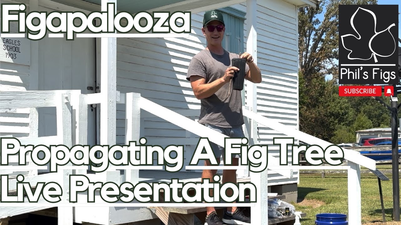 How To Root A  Fig Cutting Live Presentation