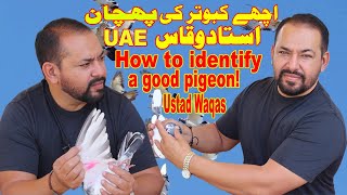 Achay Kabootar Ki Pehchan|Ustad Waqas|How to Identify a Good Pigeon Informative English Subtitles