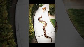Brave… or Stupid? Dog Confronts Huge Python on Camera 😳🐍 Profile
