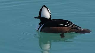 North American Hooded Merganser preens for a bit and swims in on a northern USA lake