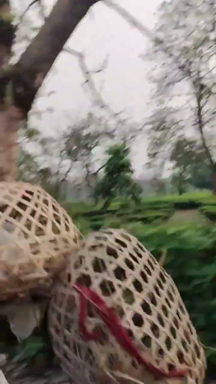 😍আমার পছন্দের স্টেটাস😍 - ShareChat