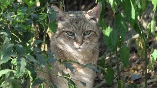 Wildebure  African wild cats