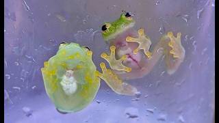 The Wonderful Diversity of Frogs | California Academy of Sciences