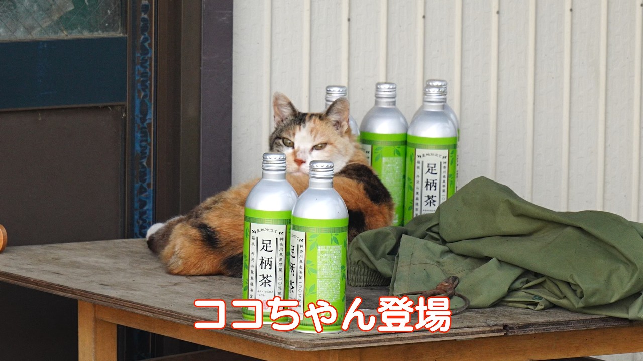 思い出のココちゃん23815 #野良猫ココちゃん #三毛猫 - YouTube