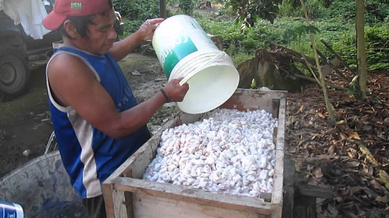 FERMENTACION CACAO YouTube