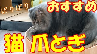 猫壱バリバリボウルで爪とぎをするかわいい猫。エキゾチックロングヘアののんたさん。