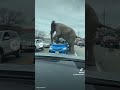 Elephant Goes-To-Town, Literally! 🐘🏡💜🚗 #elephant #traffic #Camry #wildanimals #ohno